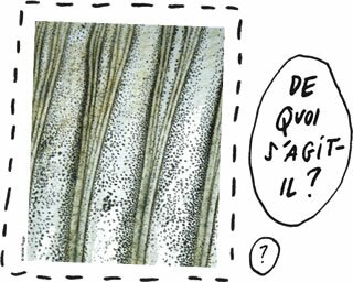 Question 01 | De quoi s'agit-il?