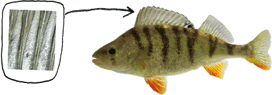 Question 01 | Réponse juste | Détail d'une nageoire de poisson