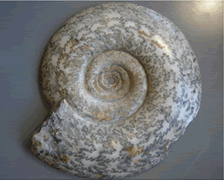 Question 03 | Ammonite
