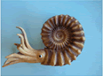 Question 03 | Ammonite