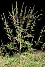 Question 02 | Grain de pollen