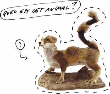 Question 08 | Quel est cet animal?