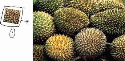 Question 15 | Durian, fruit tropical