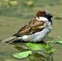 Moineau domestique