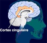 Complément 15 | Coupe du cerveau, avec zone du cortex cingulaire (illustration)