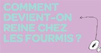 Image | Questions de science | Comment devient-on reine chez les fourmis?