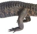 Croco & Co